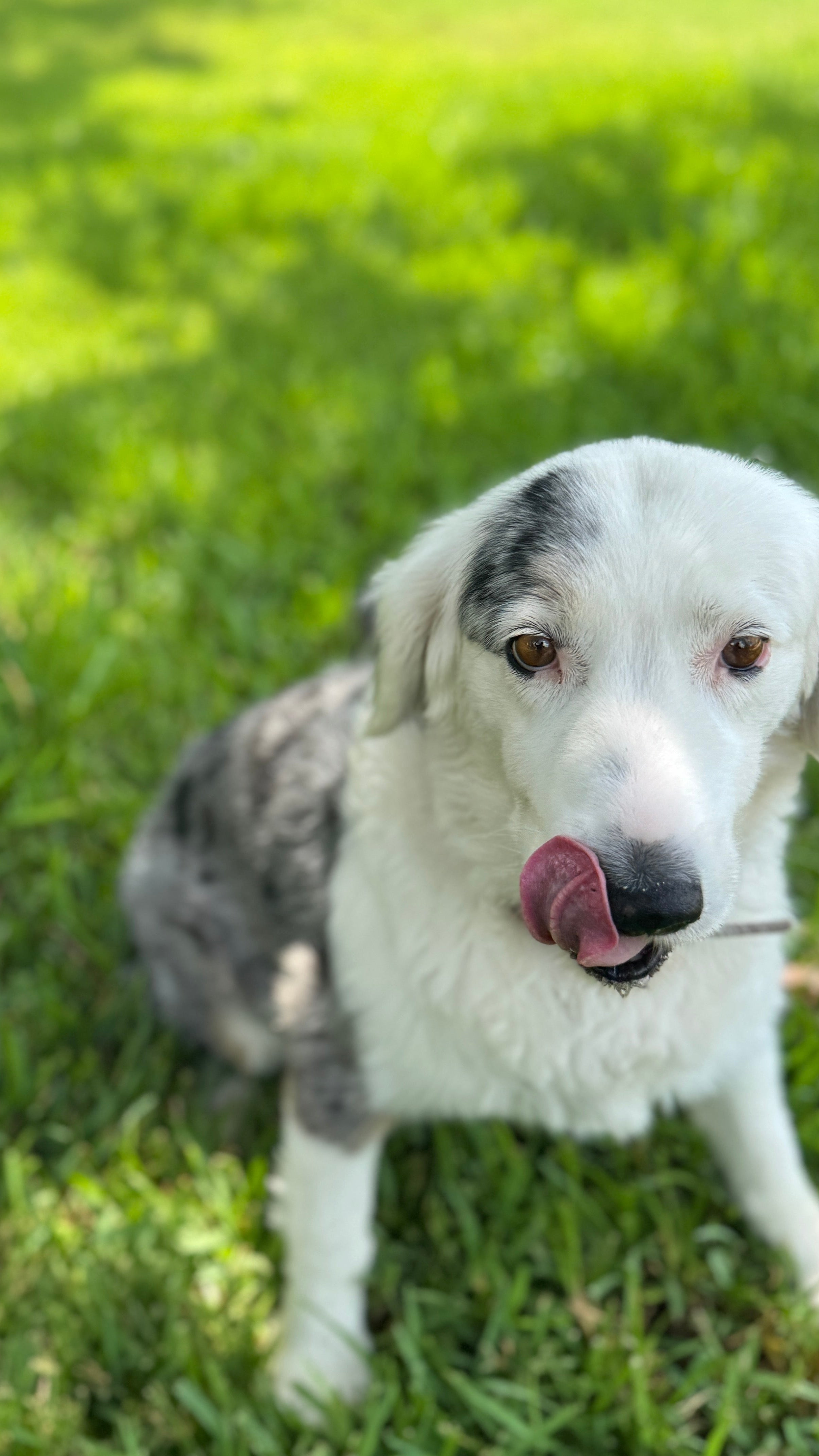 How to Use Beef Liver Dog Treats for Training and Rewards