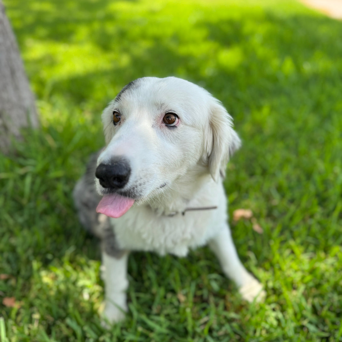 Made in Texas Dog Treats: Premium Quality from Ranch to Bowl