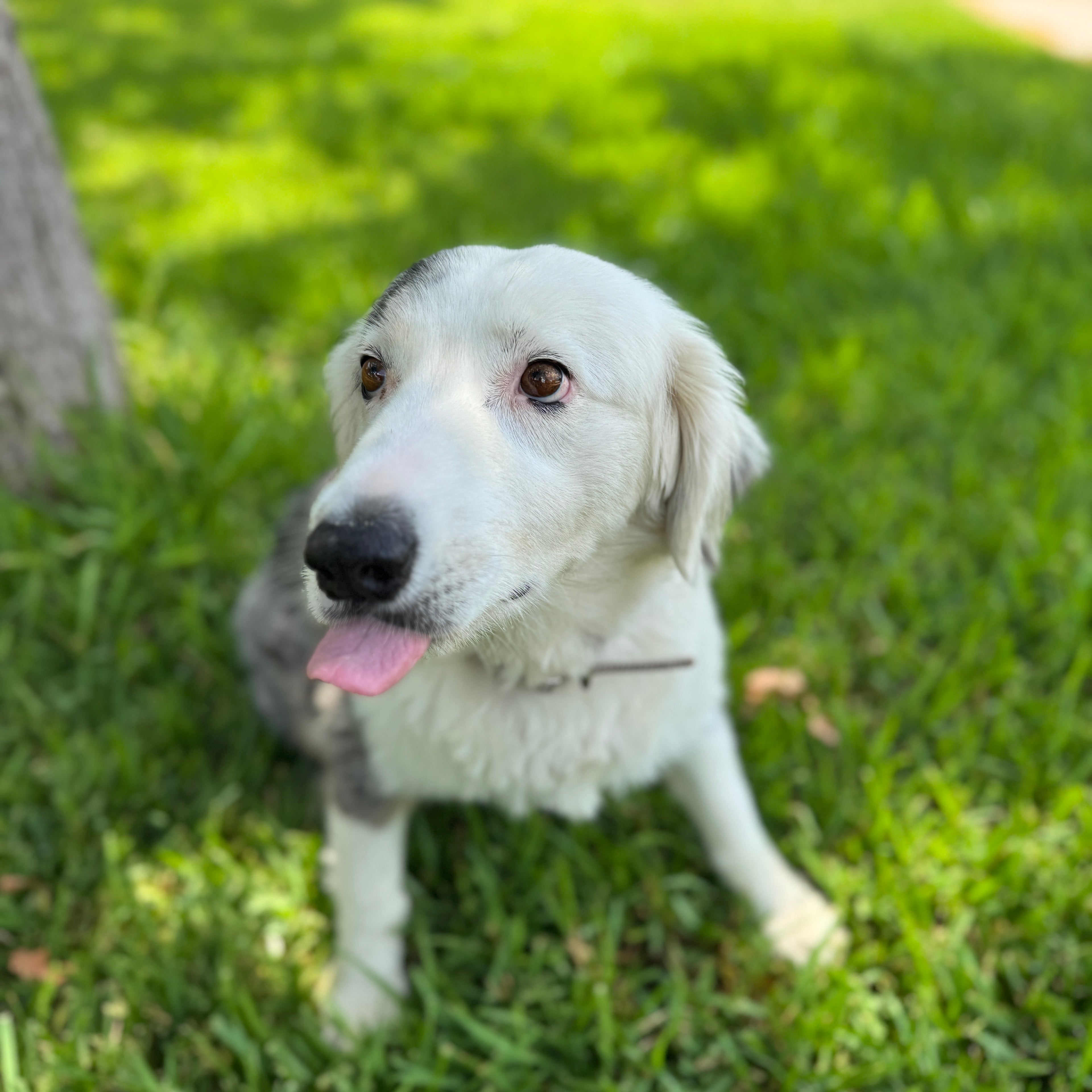 Made in Texas Dog Treats: Premium Quality from Ranch to Bowl